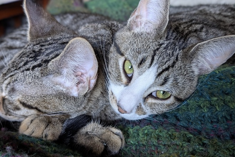 Cricket and Daphne, photo 9