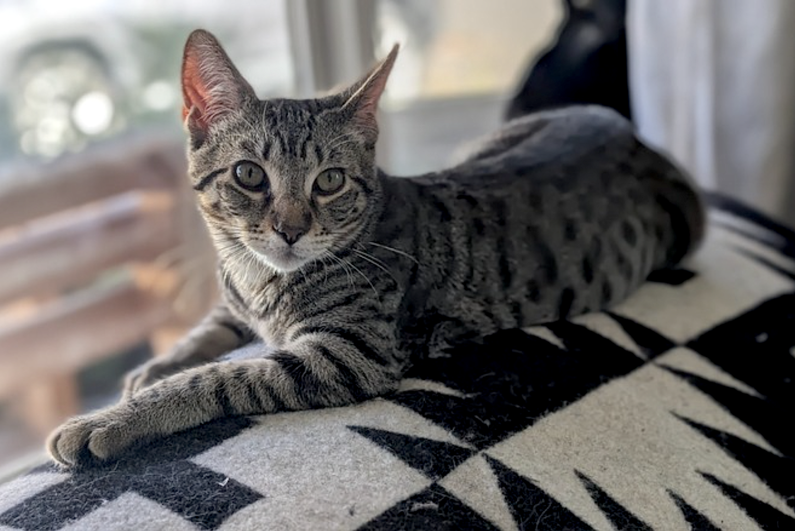 Cricket and Daphne, photo 12