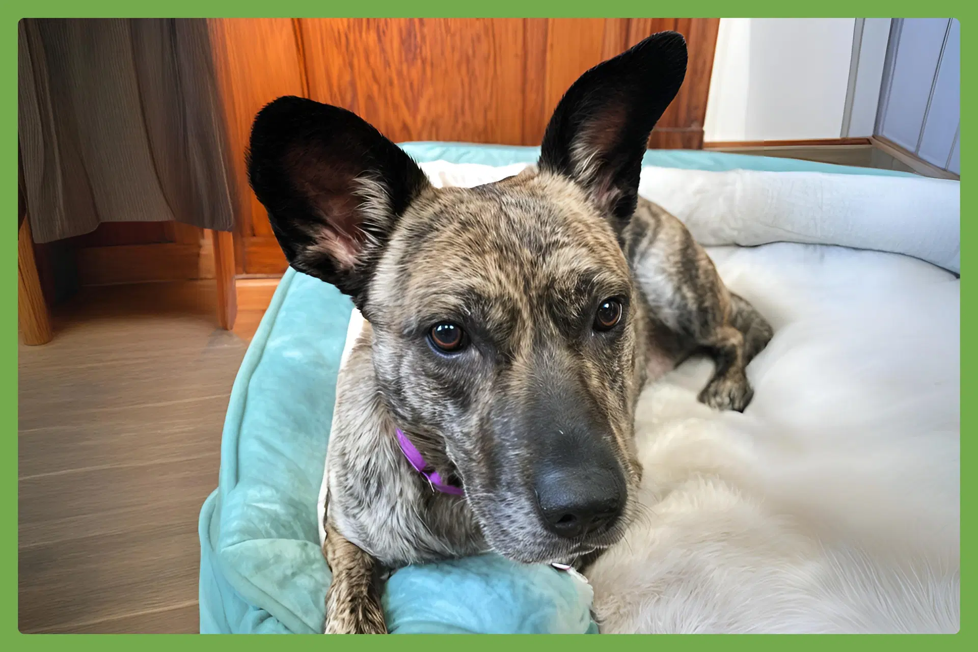 Coconut - Dutch Shepherd