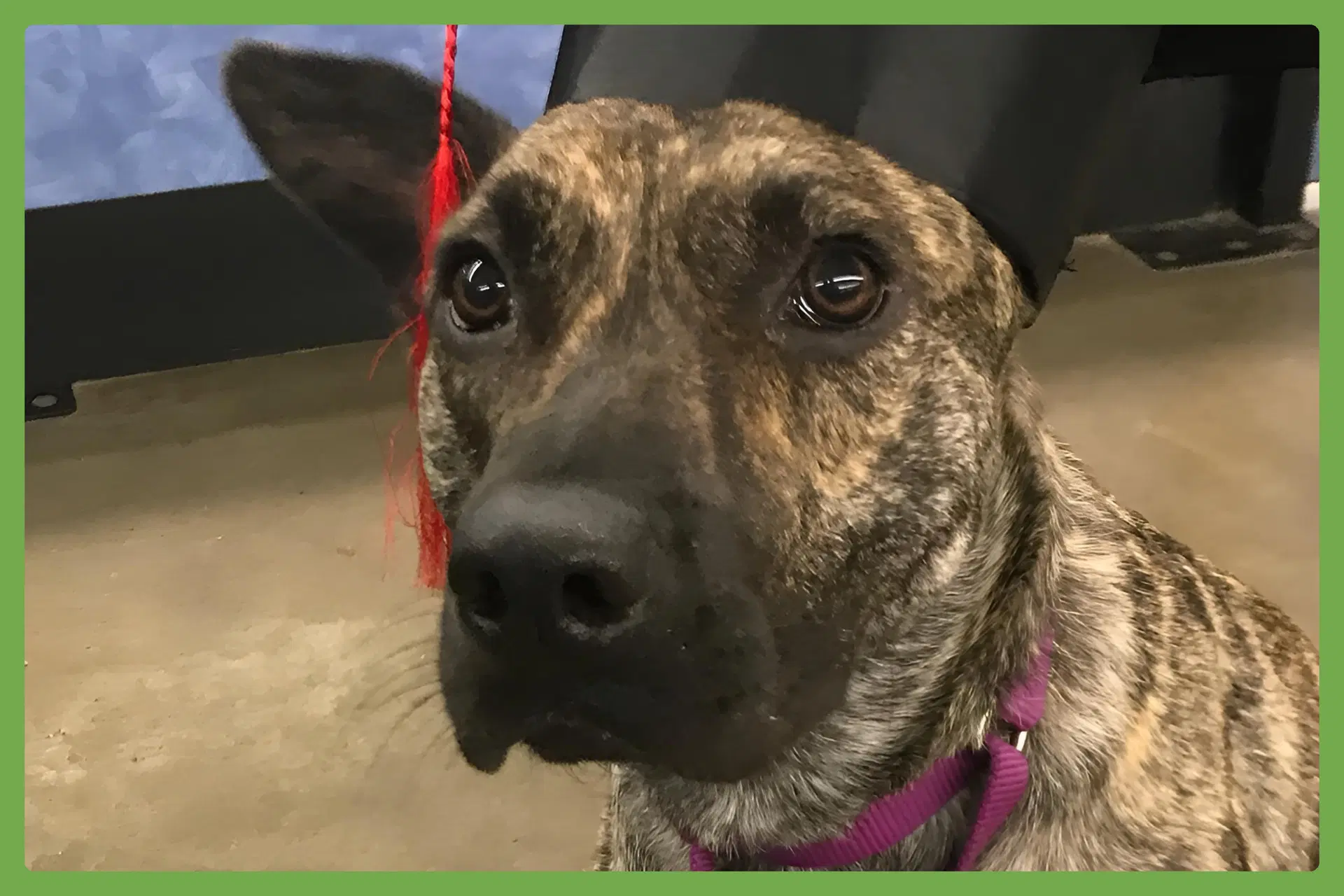 Coconut - Dutch Shepherd