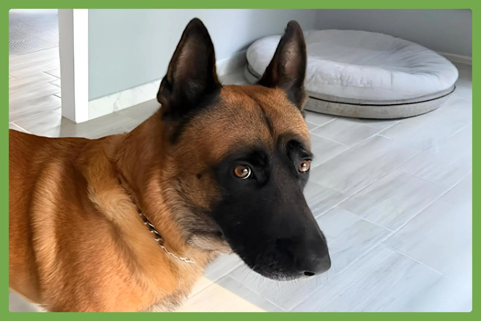 Wujoy - Belgian Shepherd Malinois