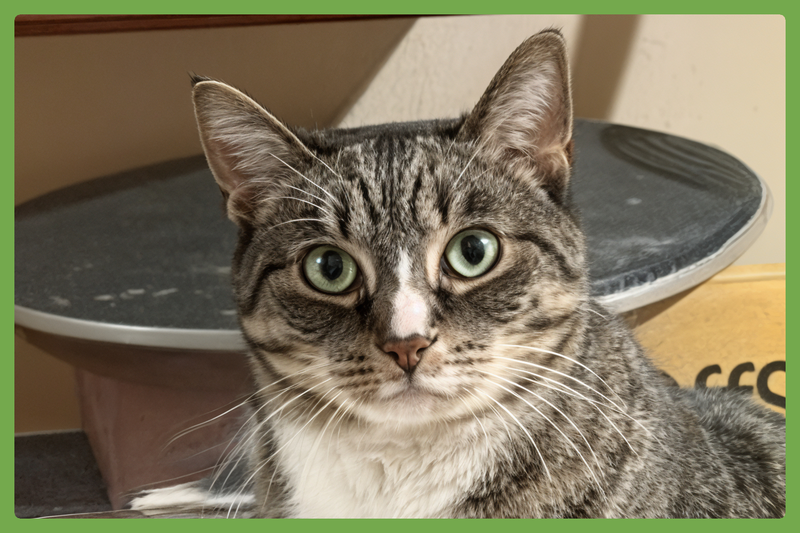 Kittycat, an adult male cat up for adoption