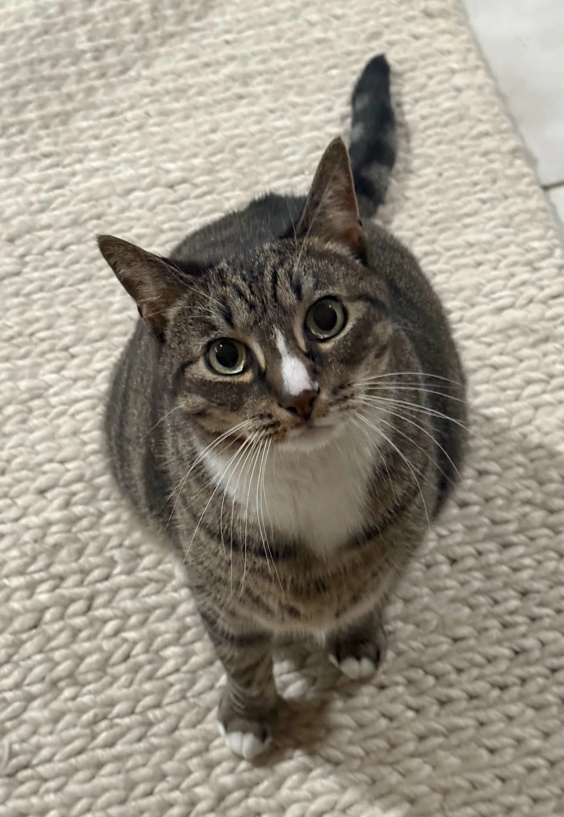 Kittycat image 2