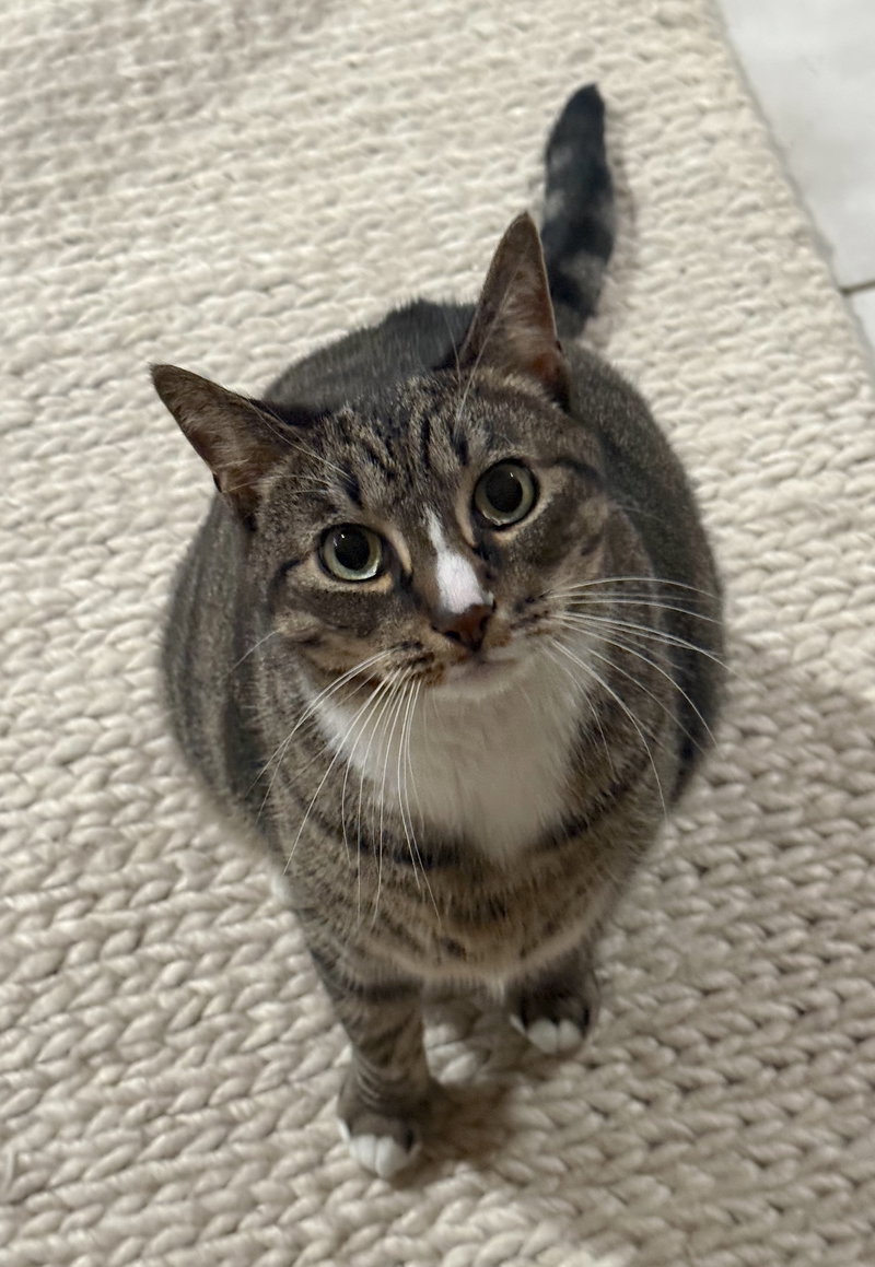 Kittycat, photo 2