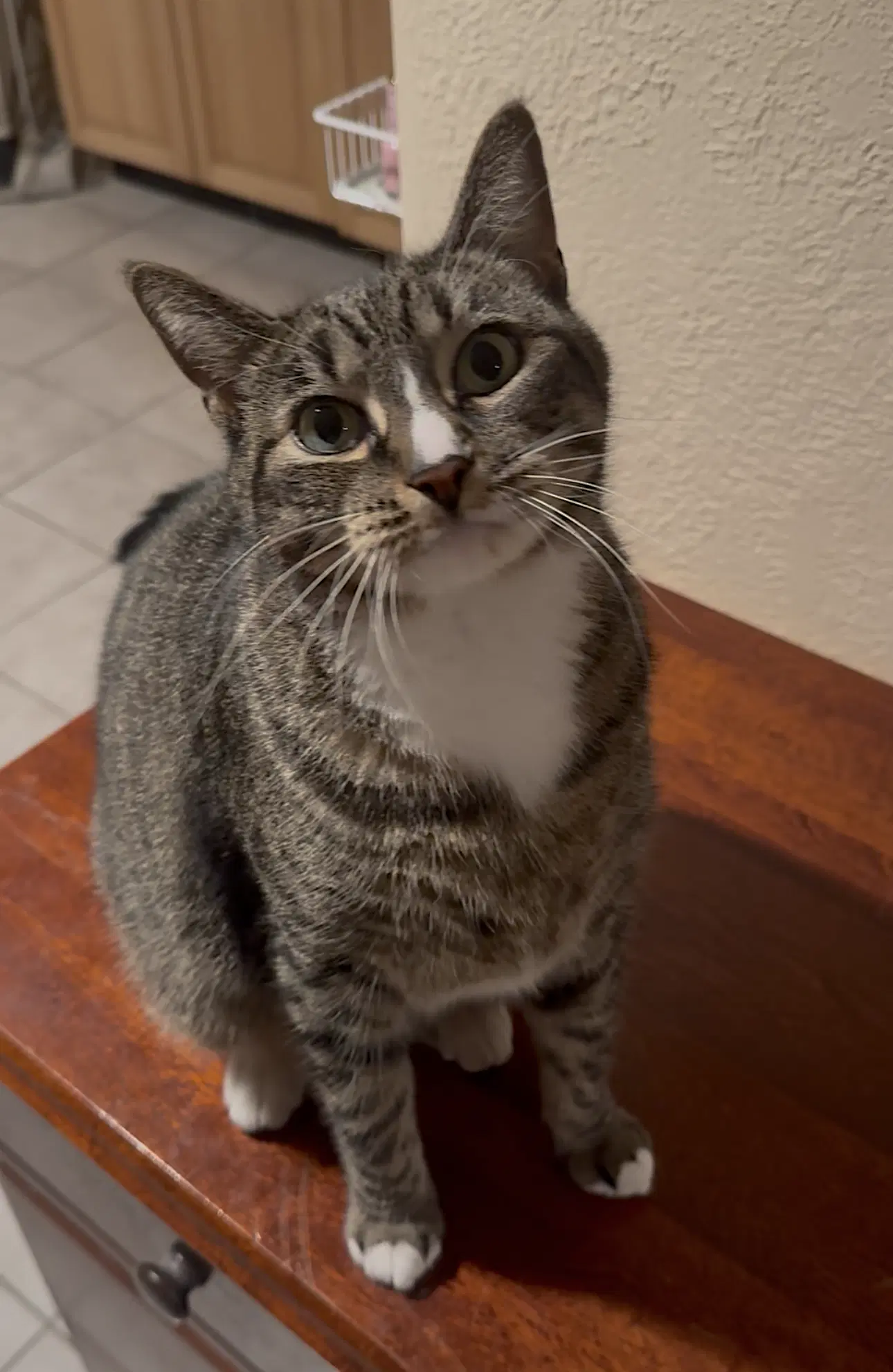 Kittycat image 4