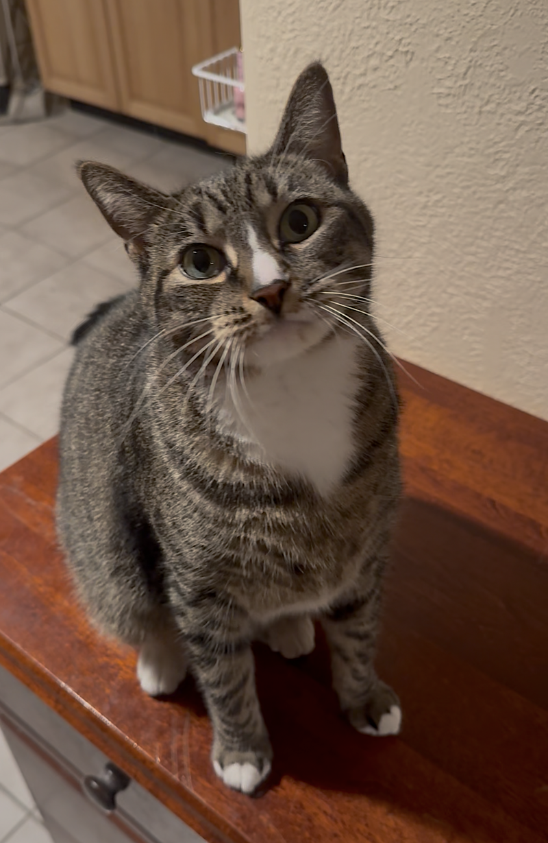 Kittycat, photo 4