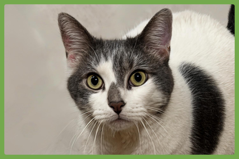 Tinker, an adult male cat up for adoption