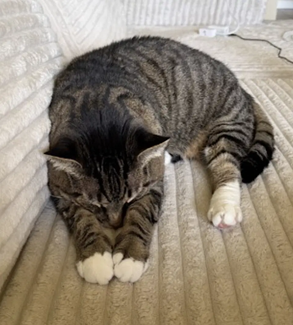 Benny image 3
