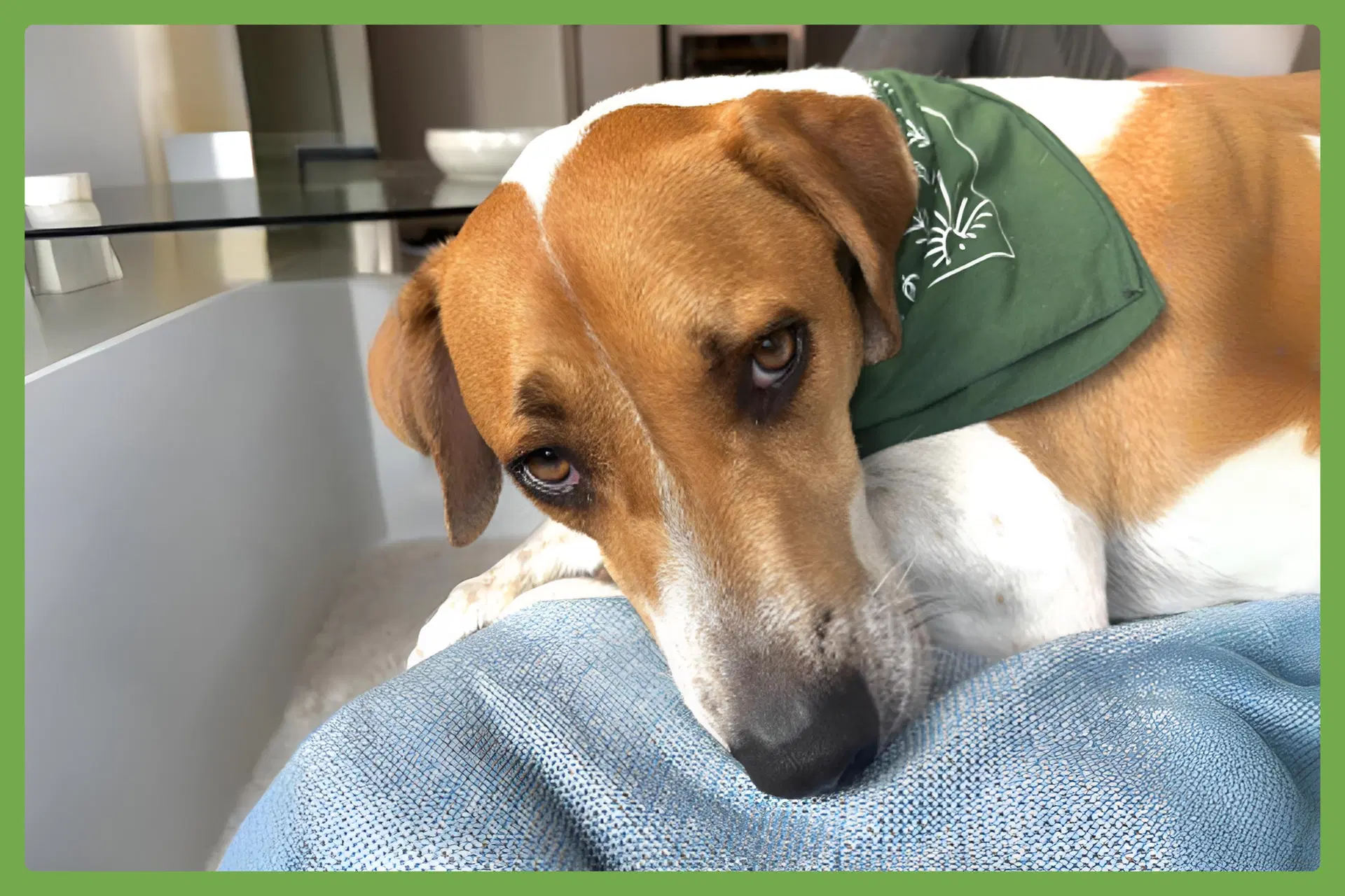 Woody - Beagle