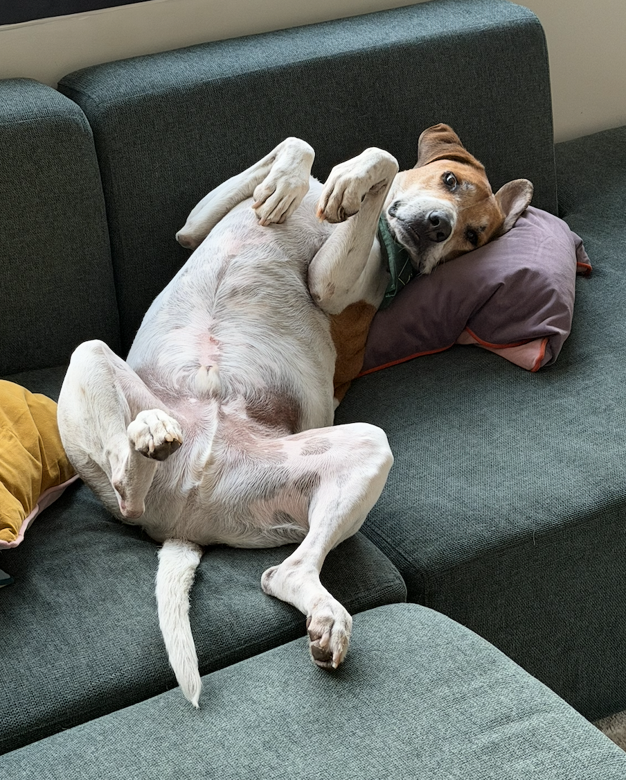 Woody, photo 5