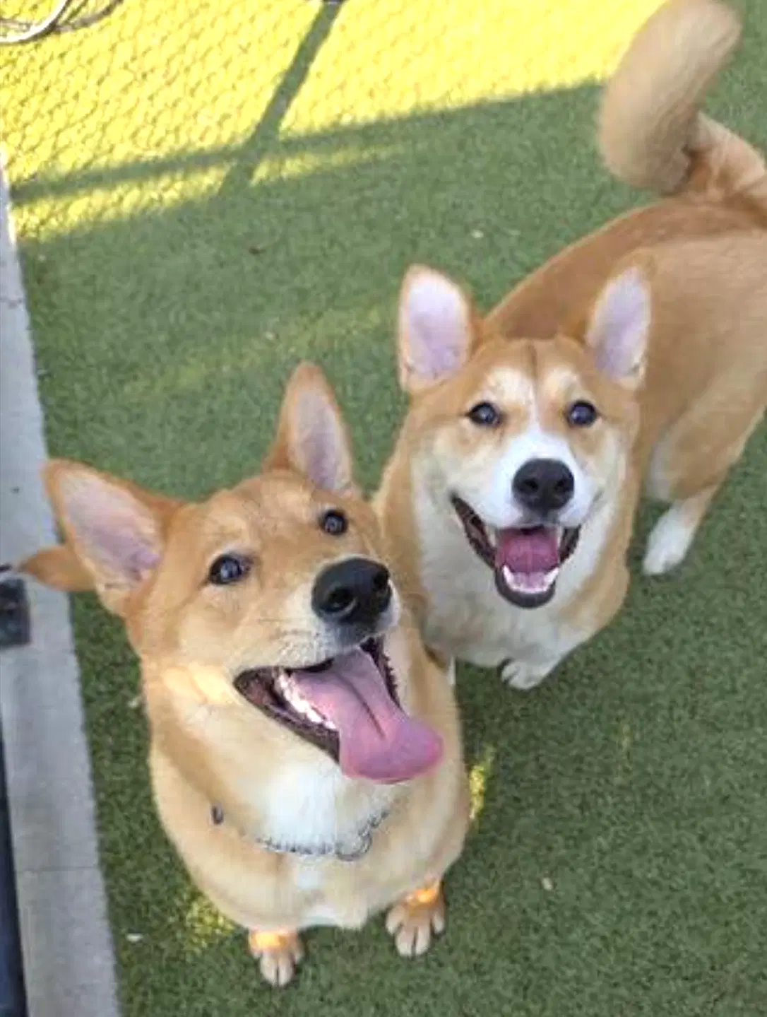 Koda And Sam image 4