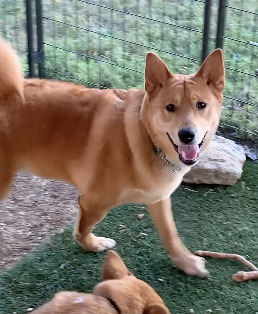 Koda and Sam, photo 3