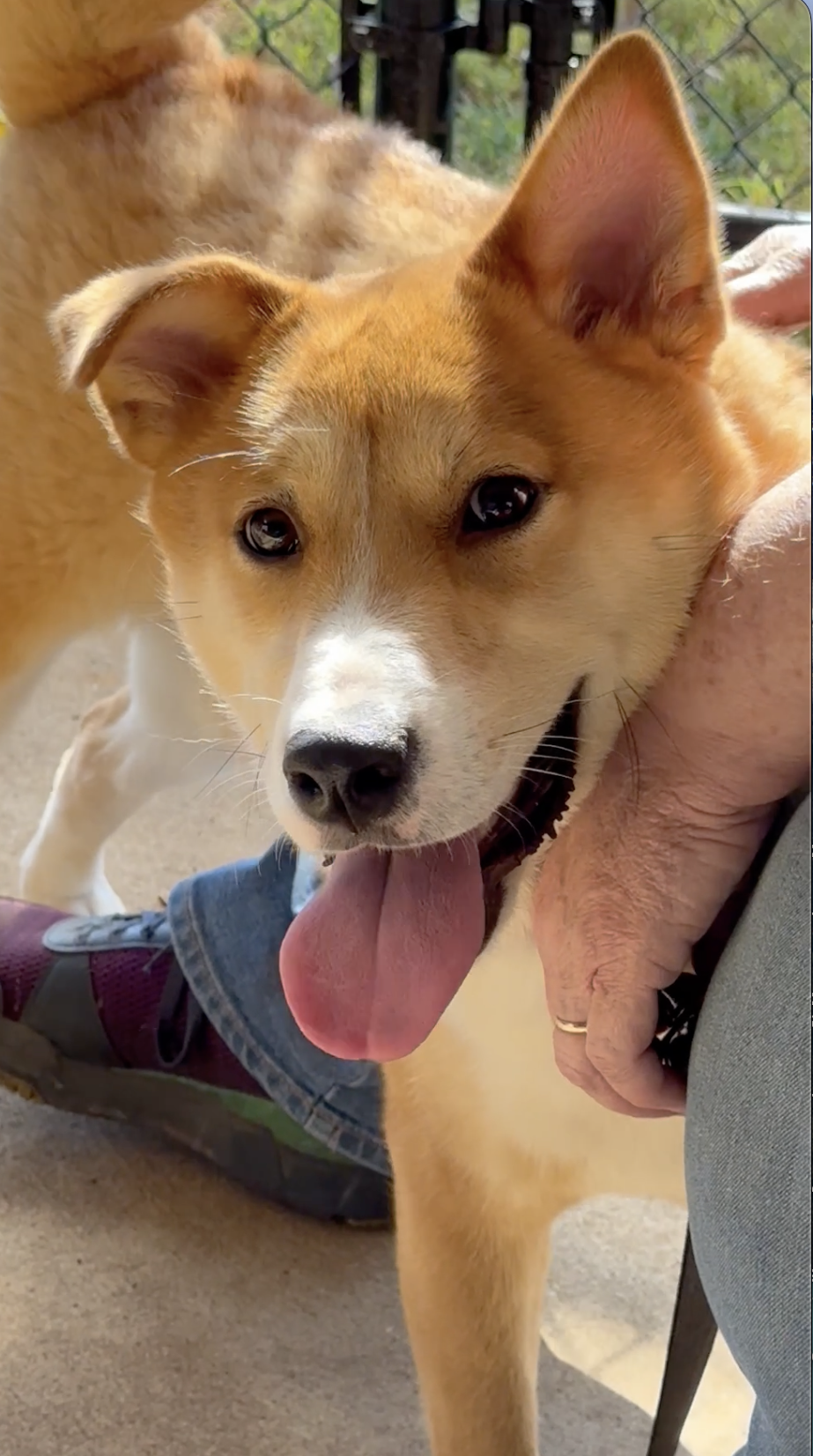 Koda and Sam, photo 4