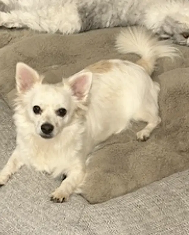 Pup Pup image 3