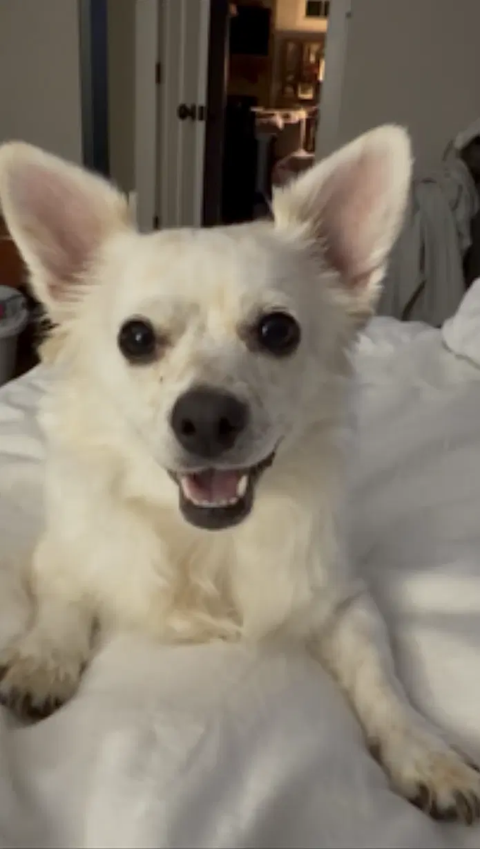 Pup Pup image 4