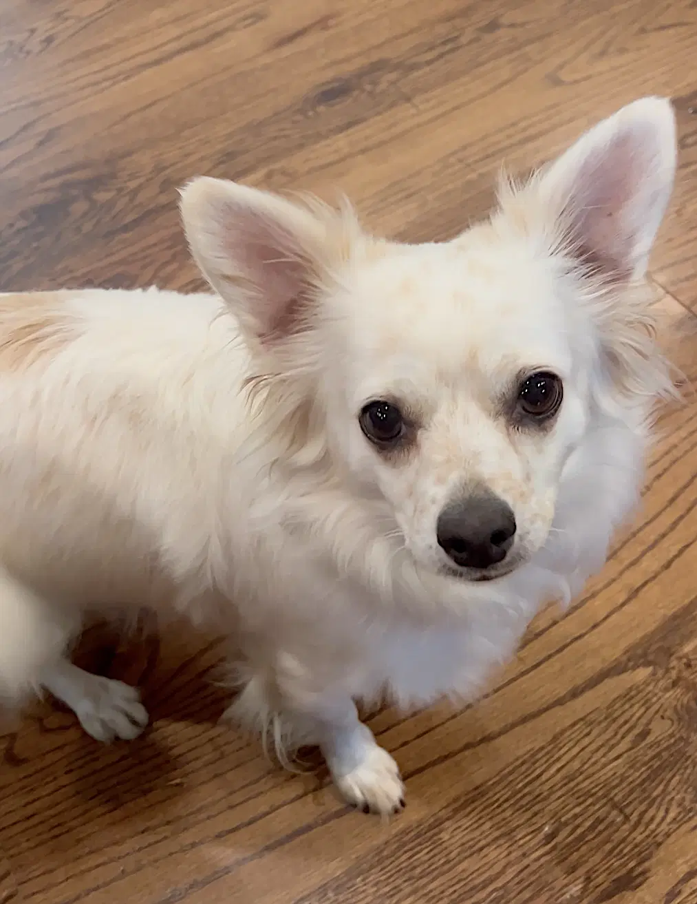 Pup Pup image 2