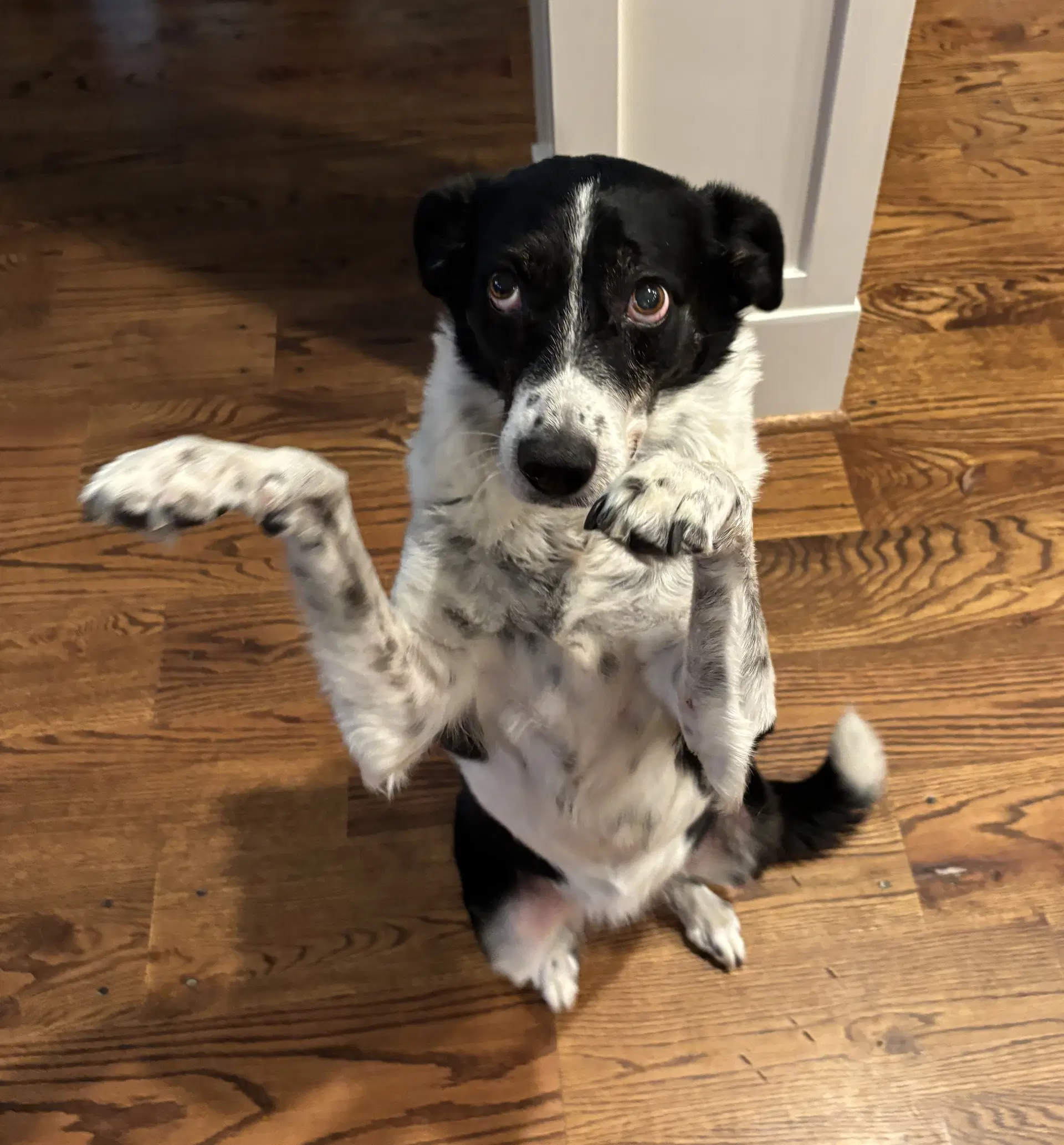 Pongo image 2