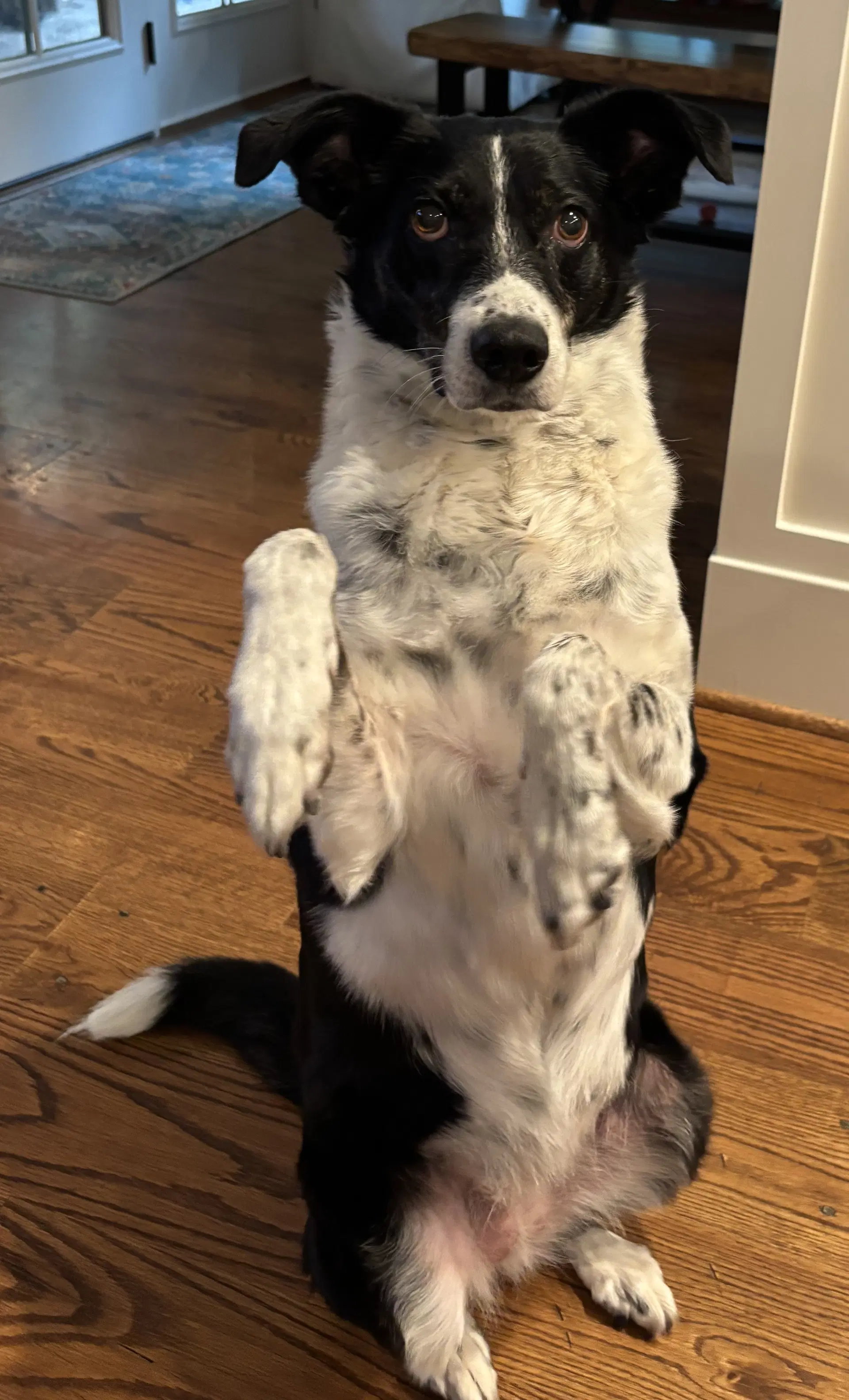 Pongo image 3
