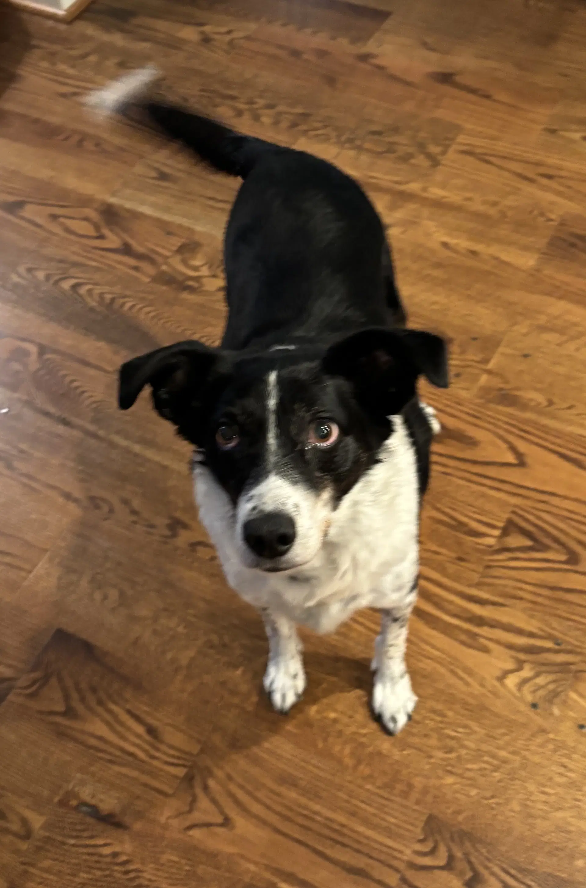Pongo image 4