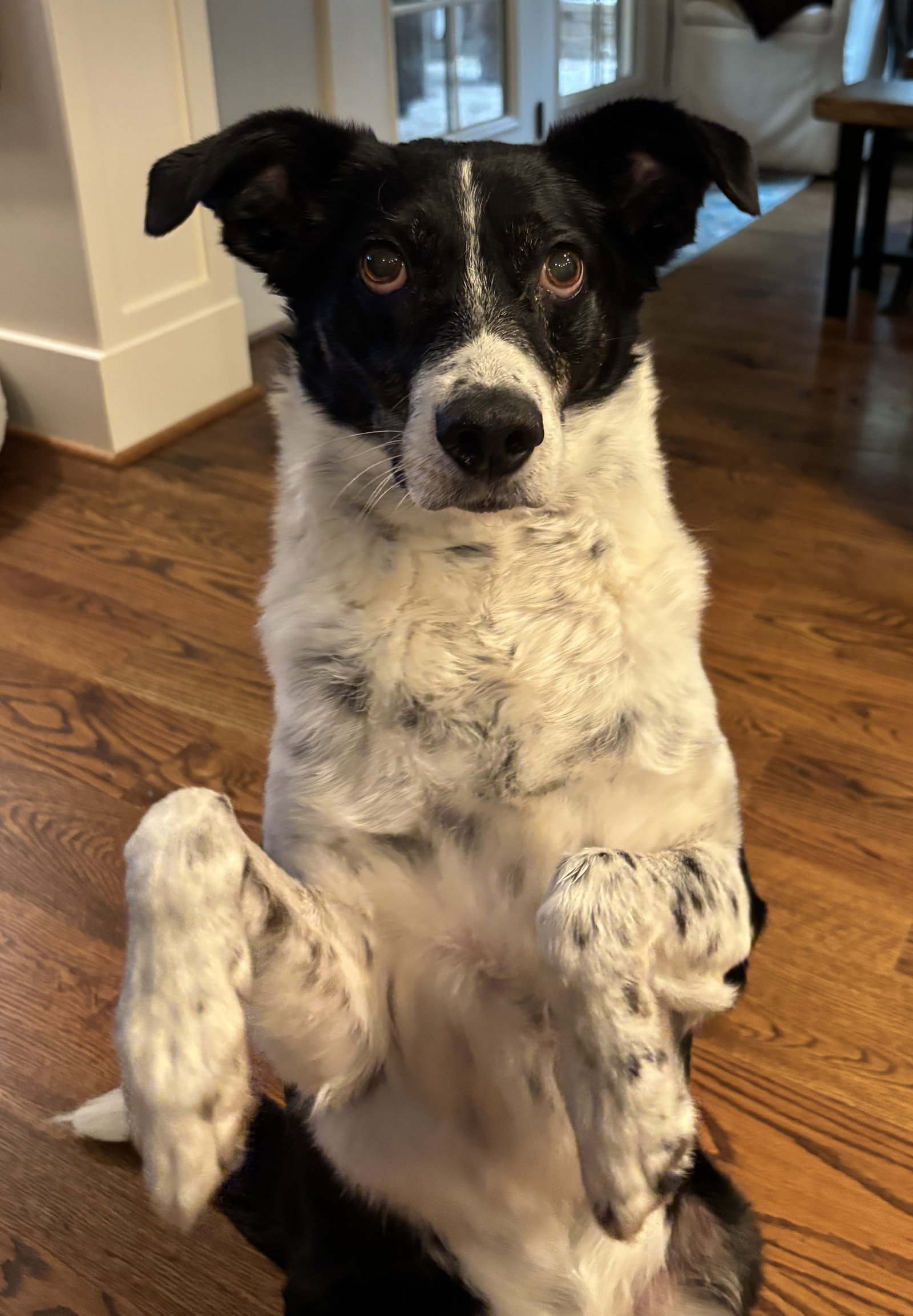 Pongo, photo 7