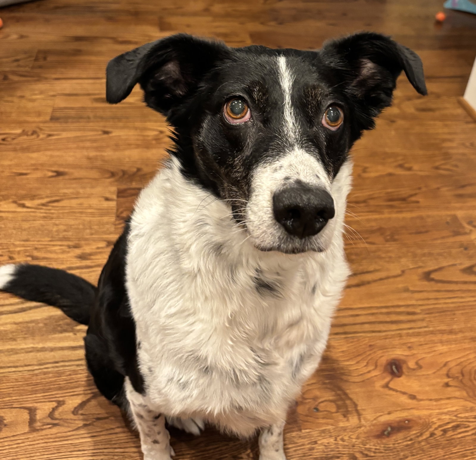 Pongo, photo 8