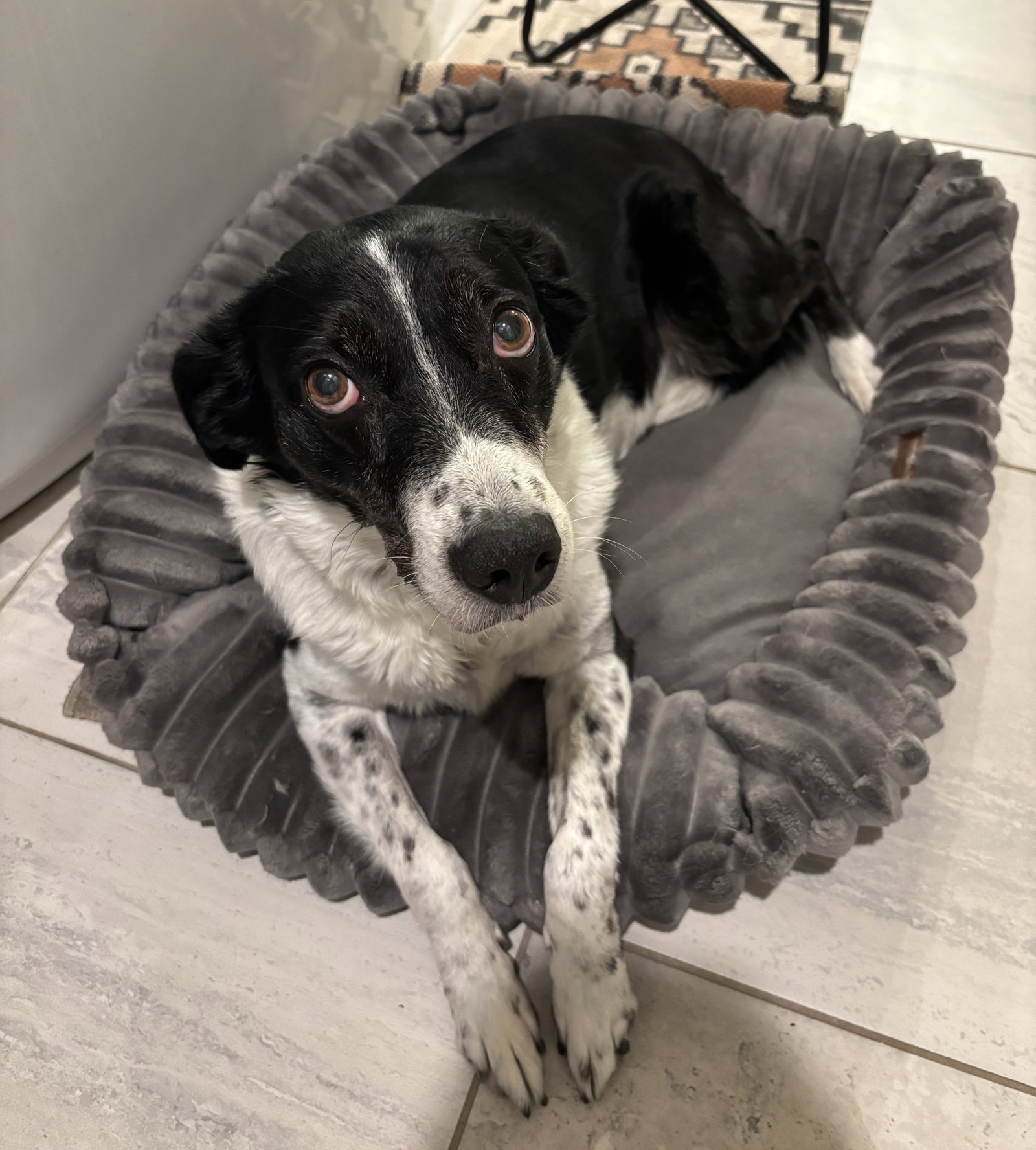 Pongo, photo 9