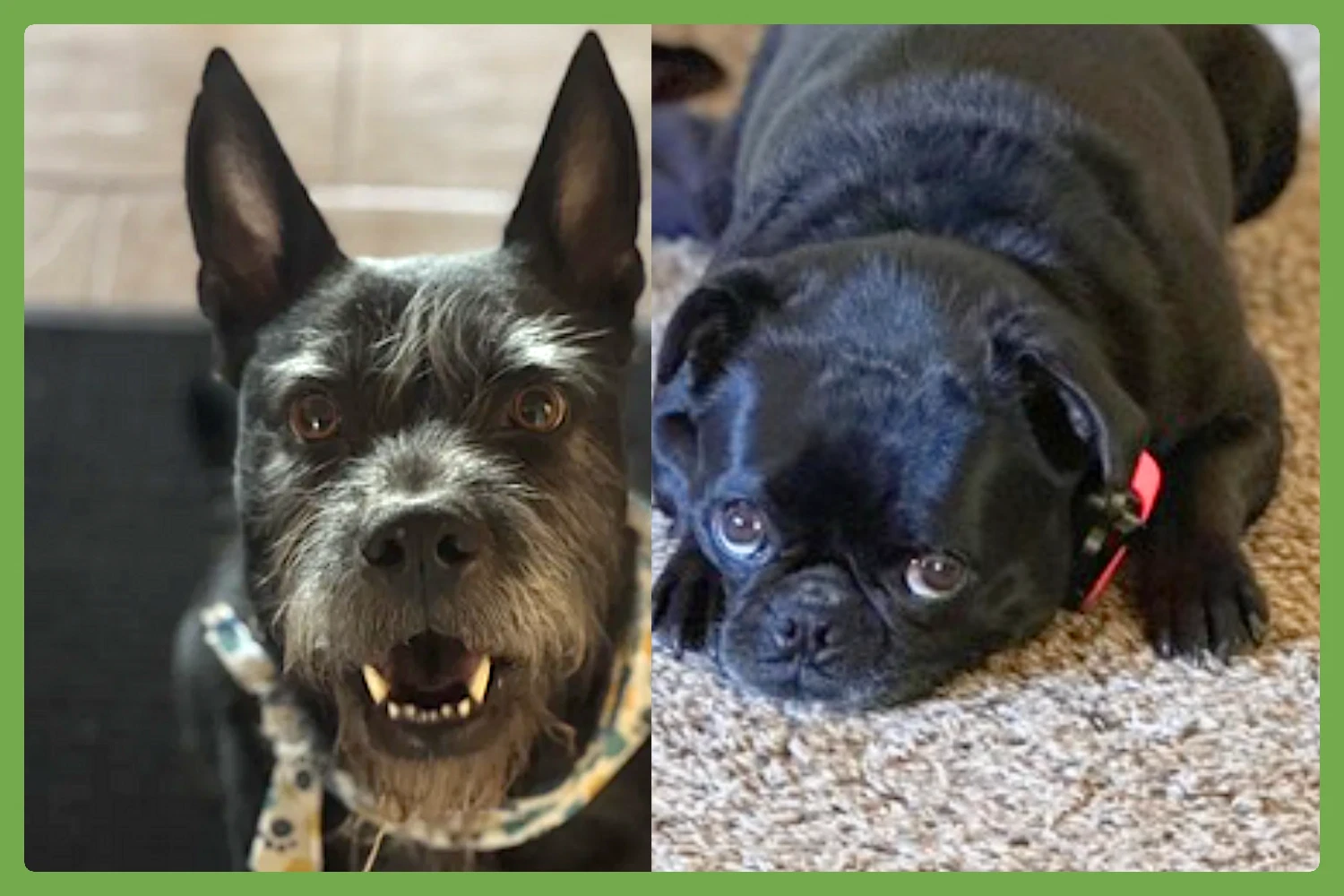Alamo And Margo
