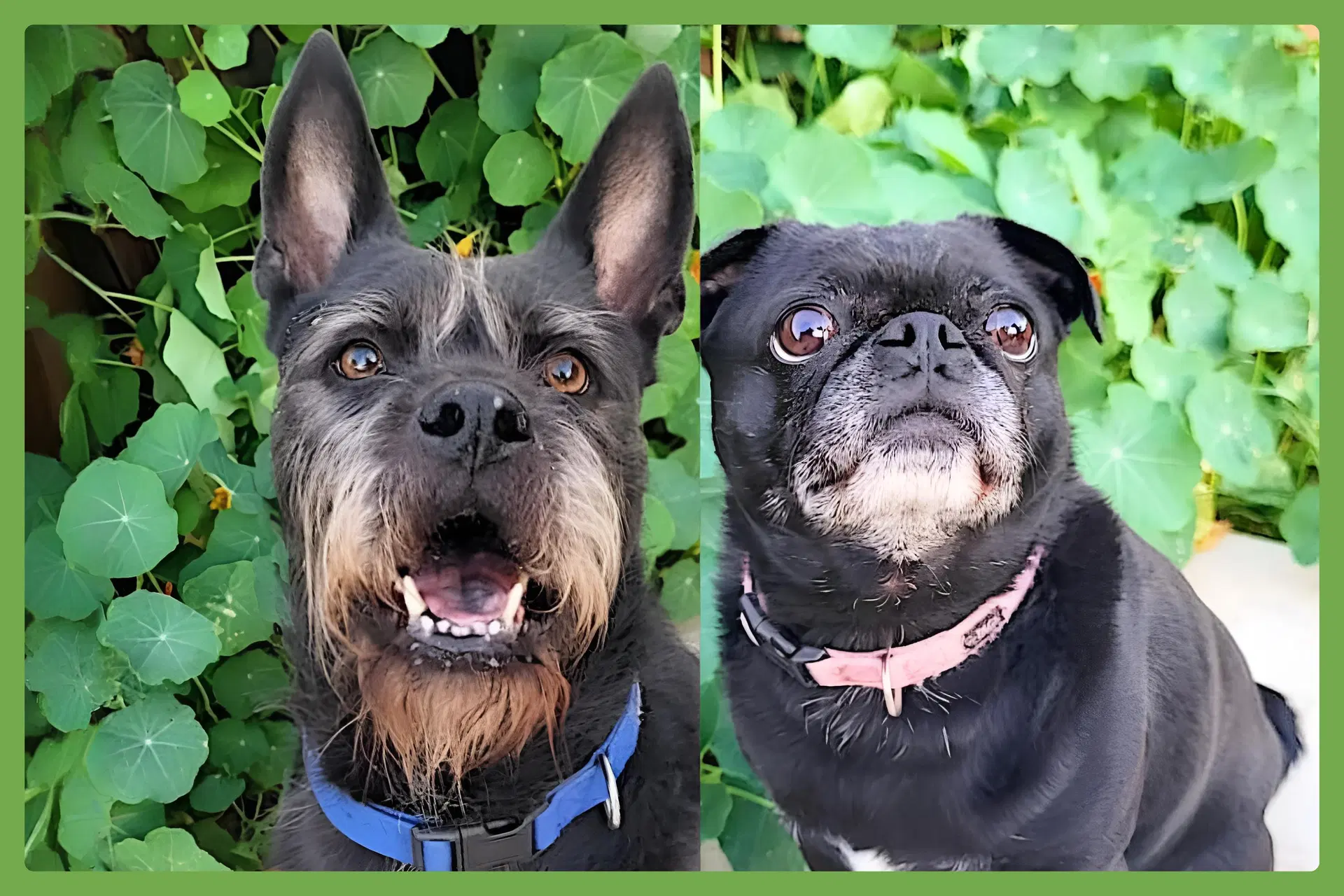 Alamo And Margo - Schnauzer
