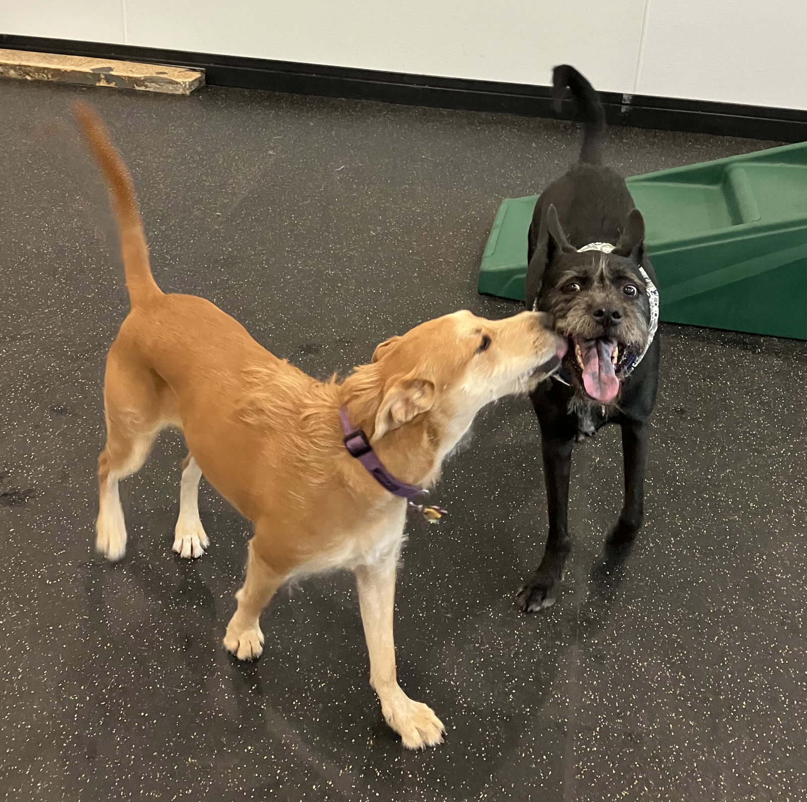 Alamo and Margo, photo 4