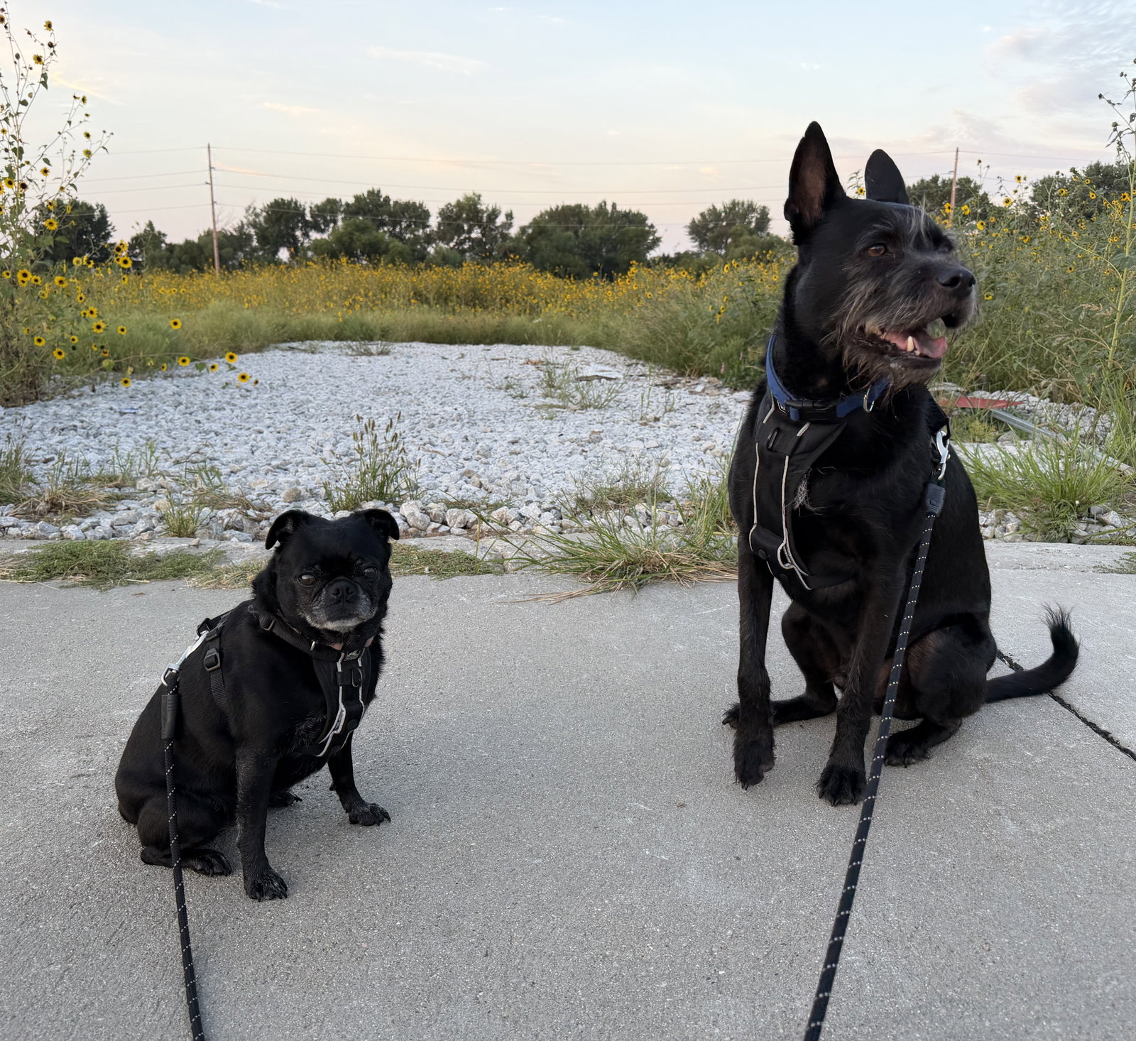 Alamo and Margo, photo 6