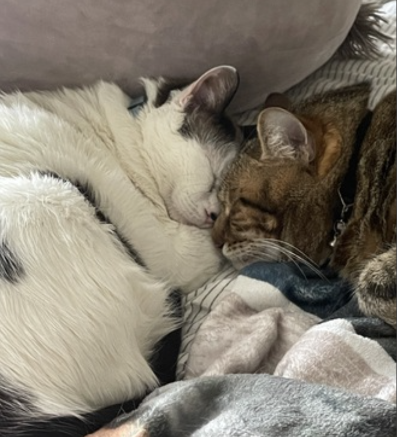 Honey Bunn and Peppermint, photo 6