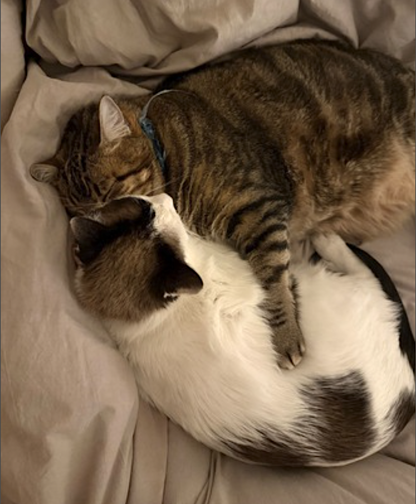 Honey Bunn and Peppermint, photo 10