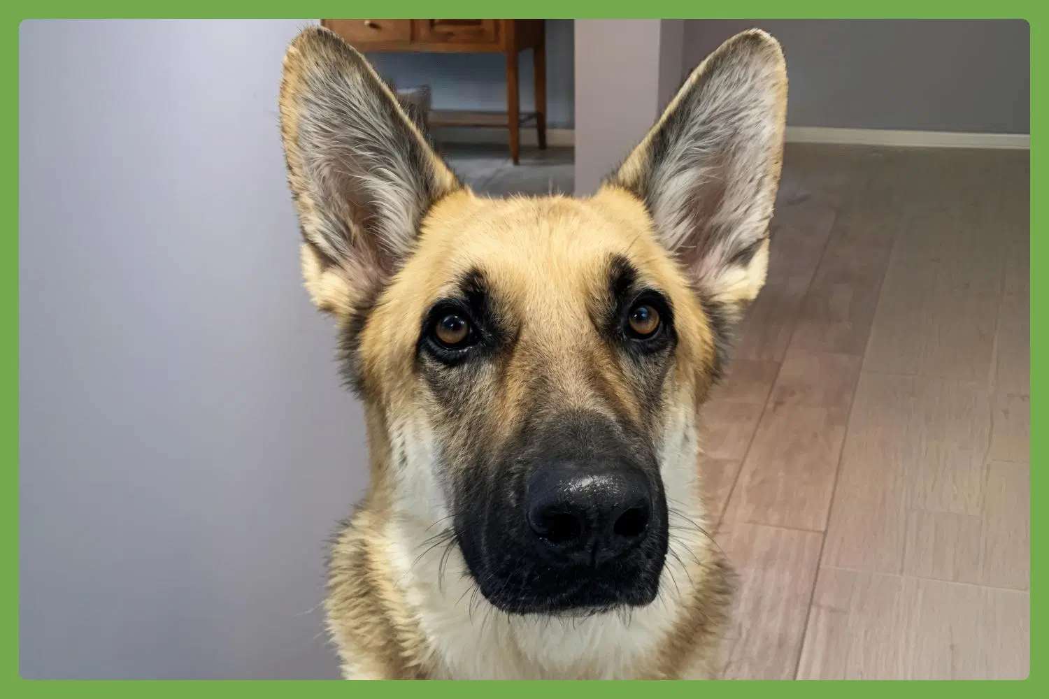 Omaha - German Shepherd Dog