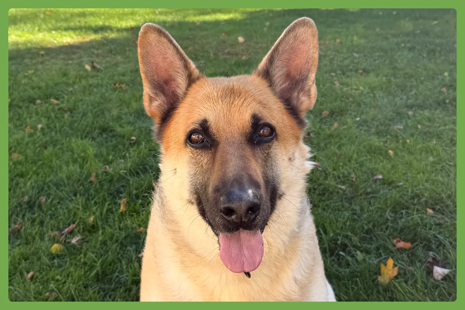 Omaha - German Shepherd Dog