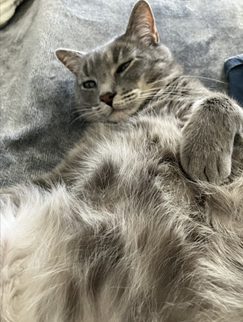 Tommy, photo 5