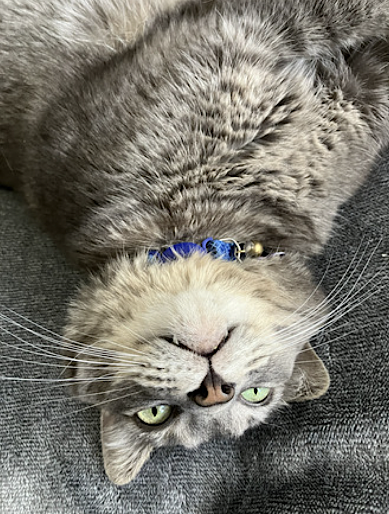 Tommy, photo 8