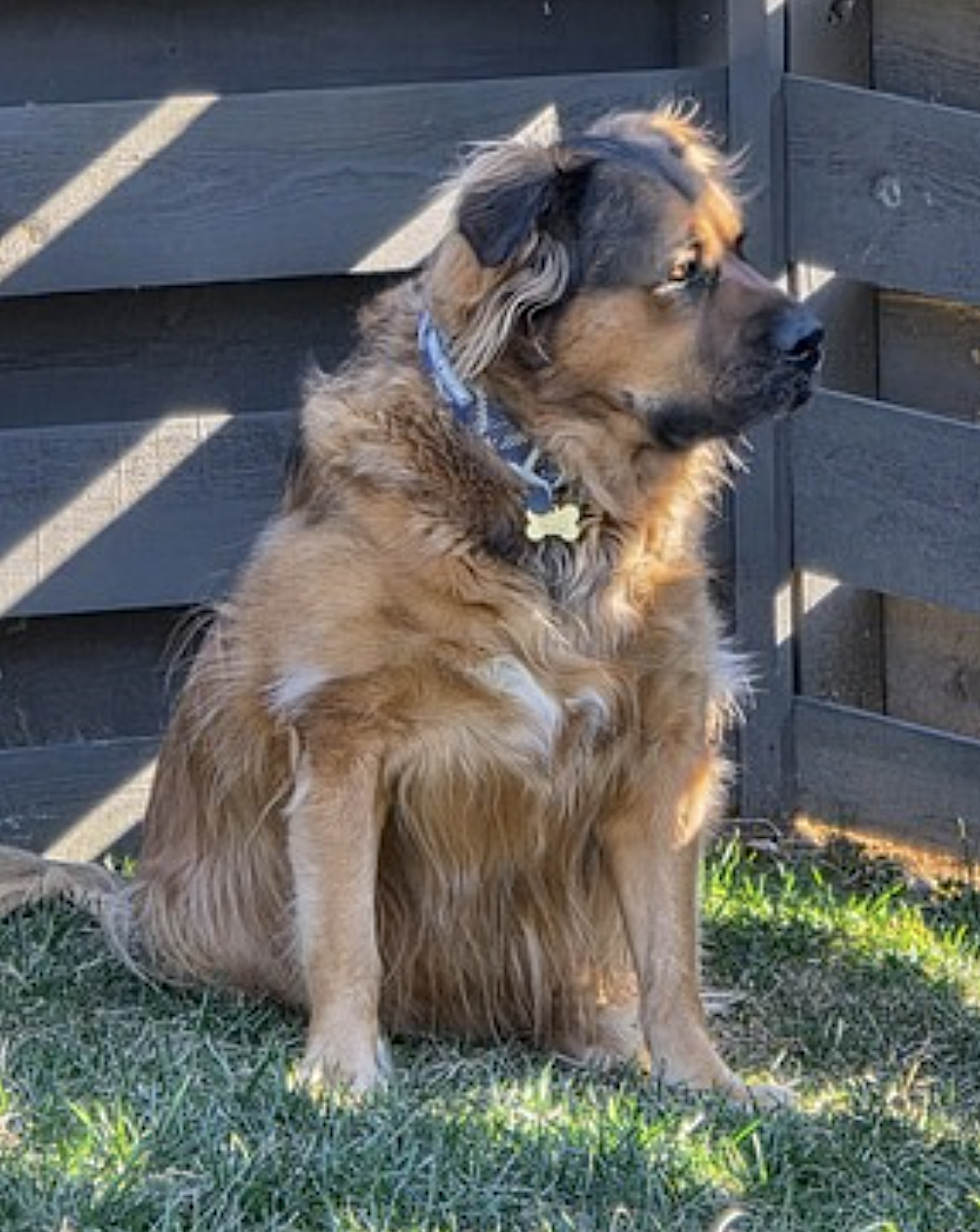 Beau, photo 5