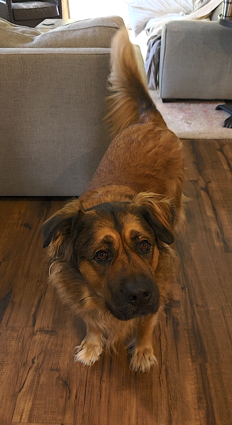 Beau, photo 2
