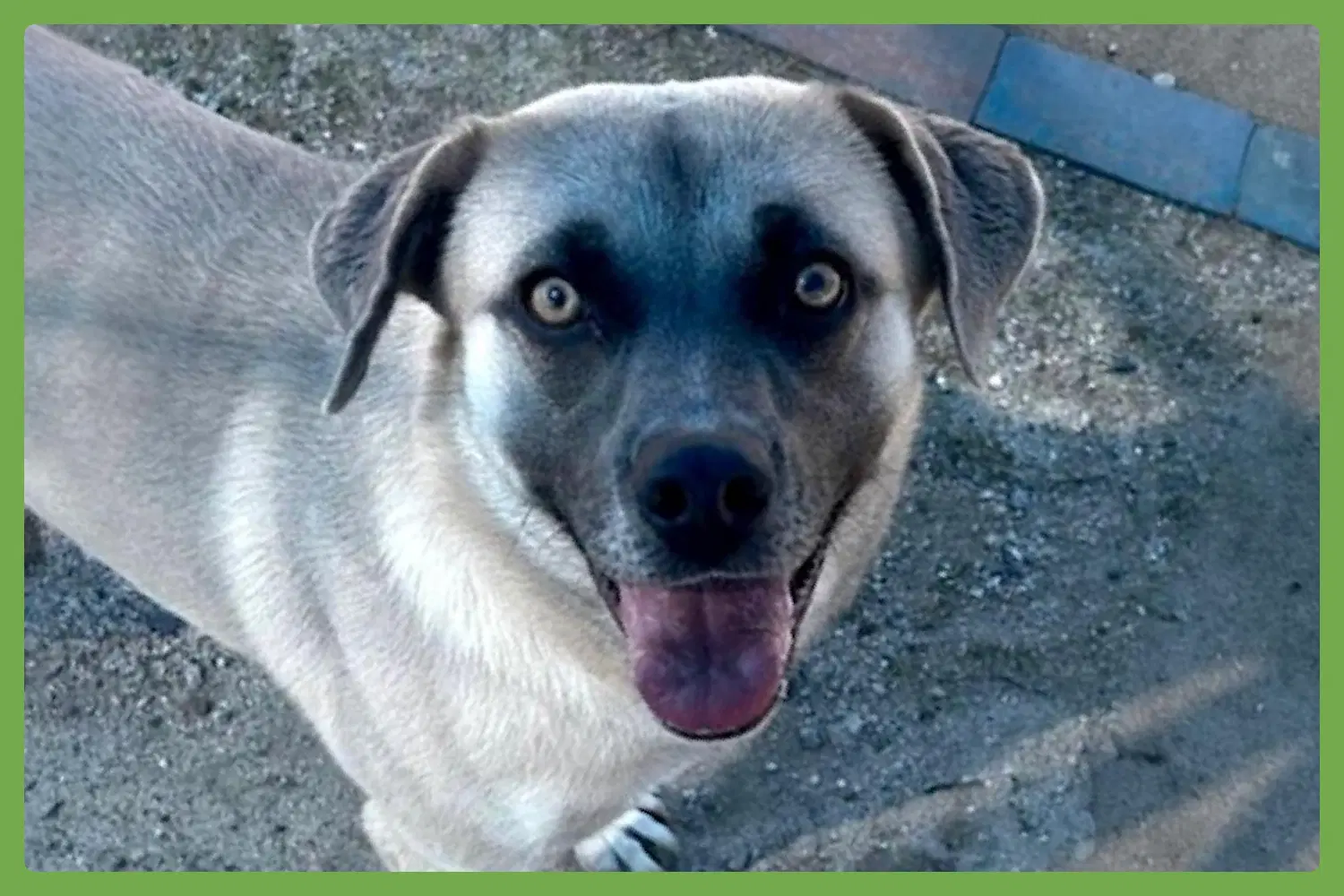 Leslie - Anatolian Shepherd