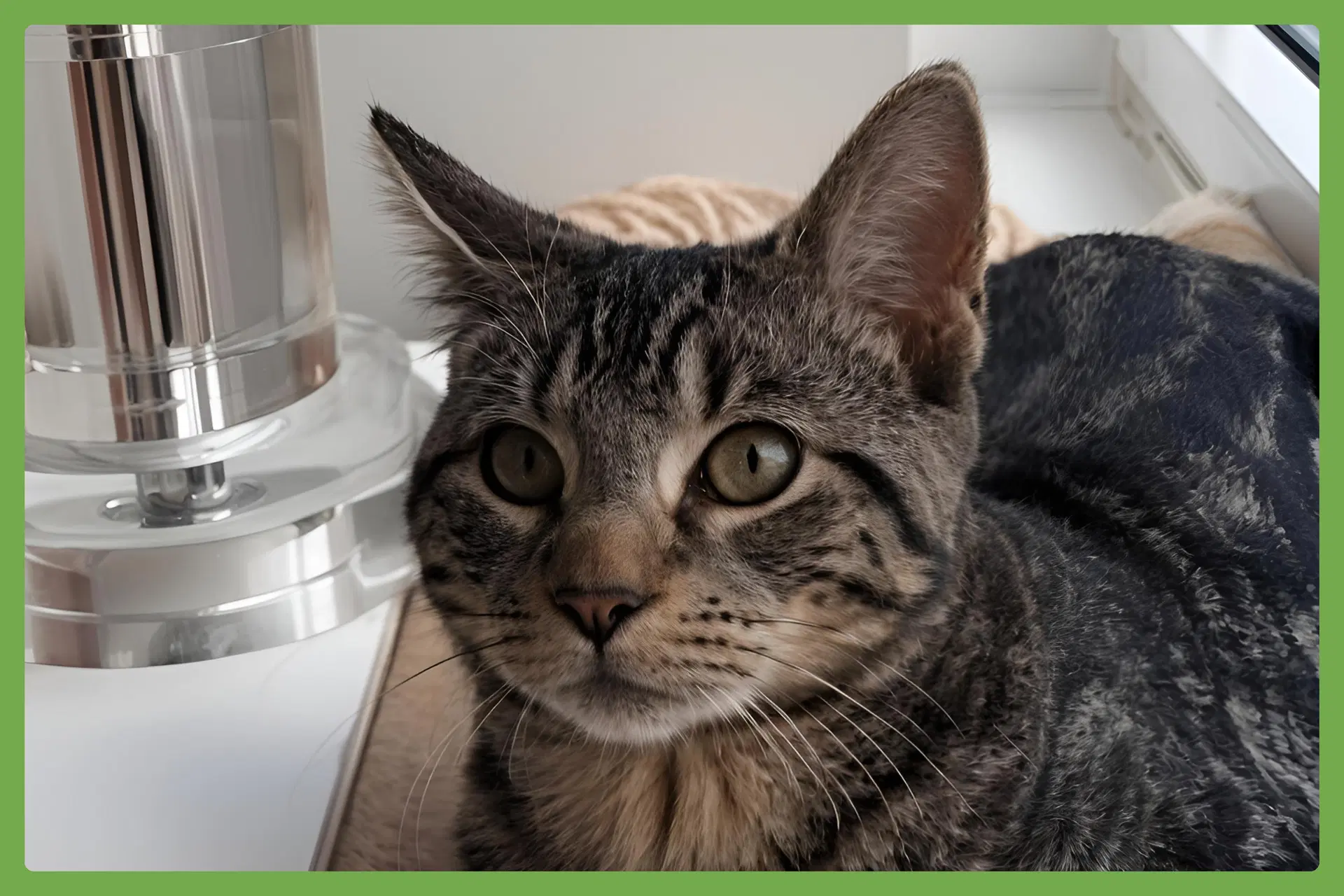 Timmy - Domestic Short Hair
