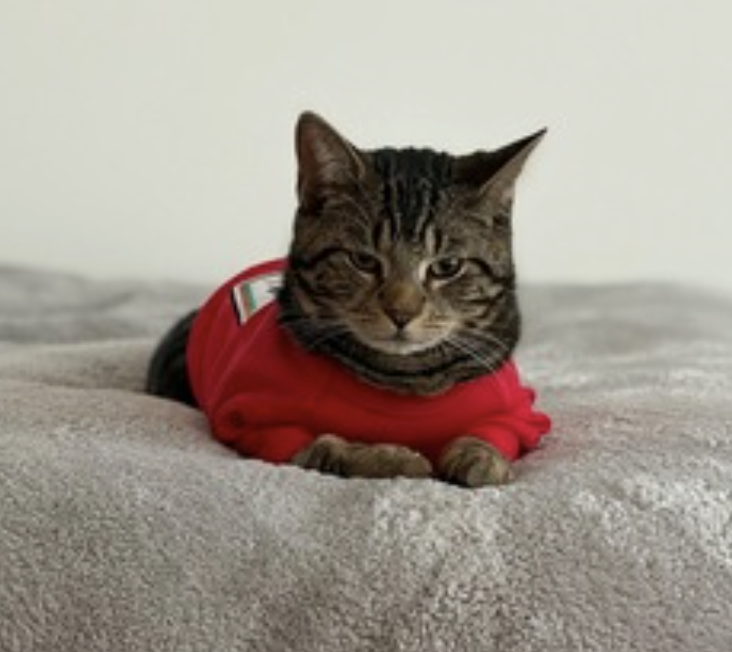 Timmy, photo 5