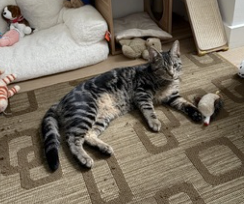 Timmy, photo 6