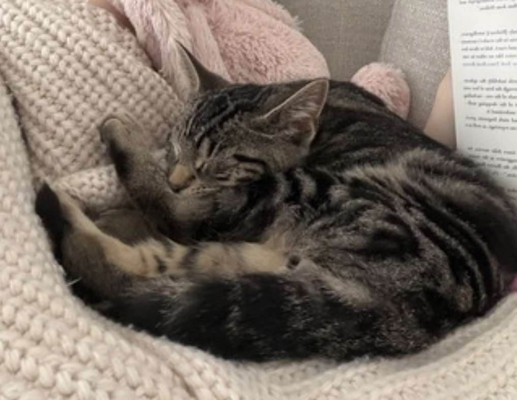 Timmy, photo 9