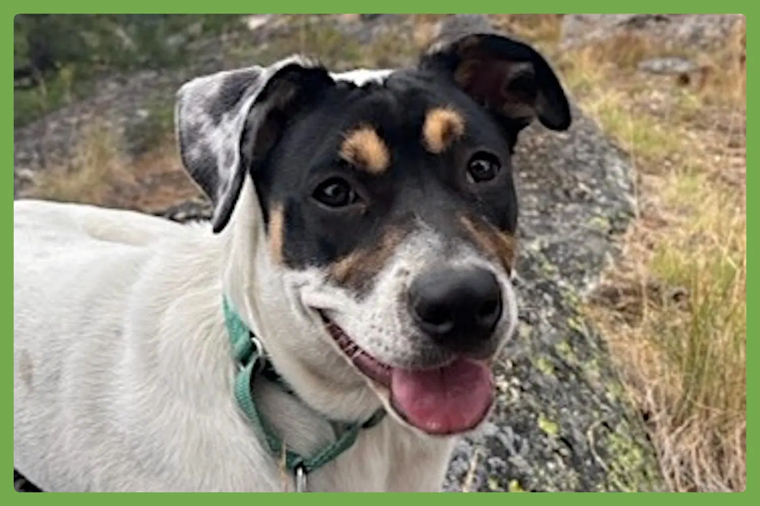 Wallace - Jack Russell Terrier