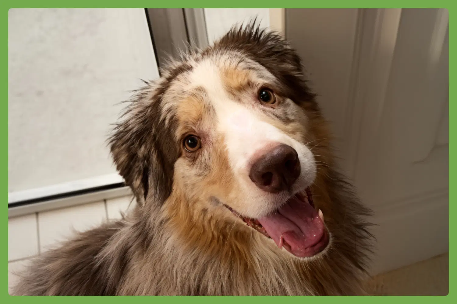 Cooper - Australian Shepherd