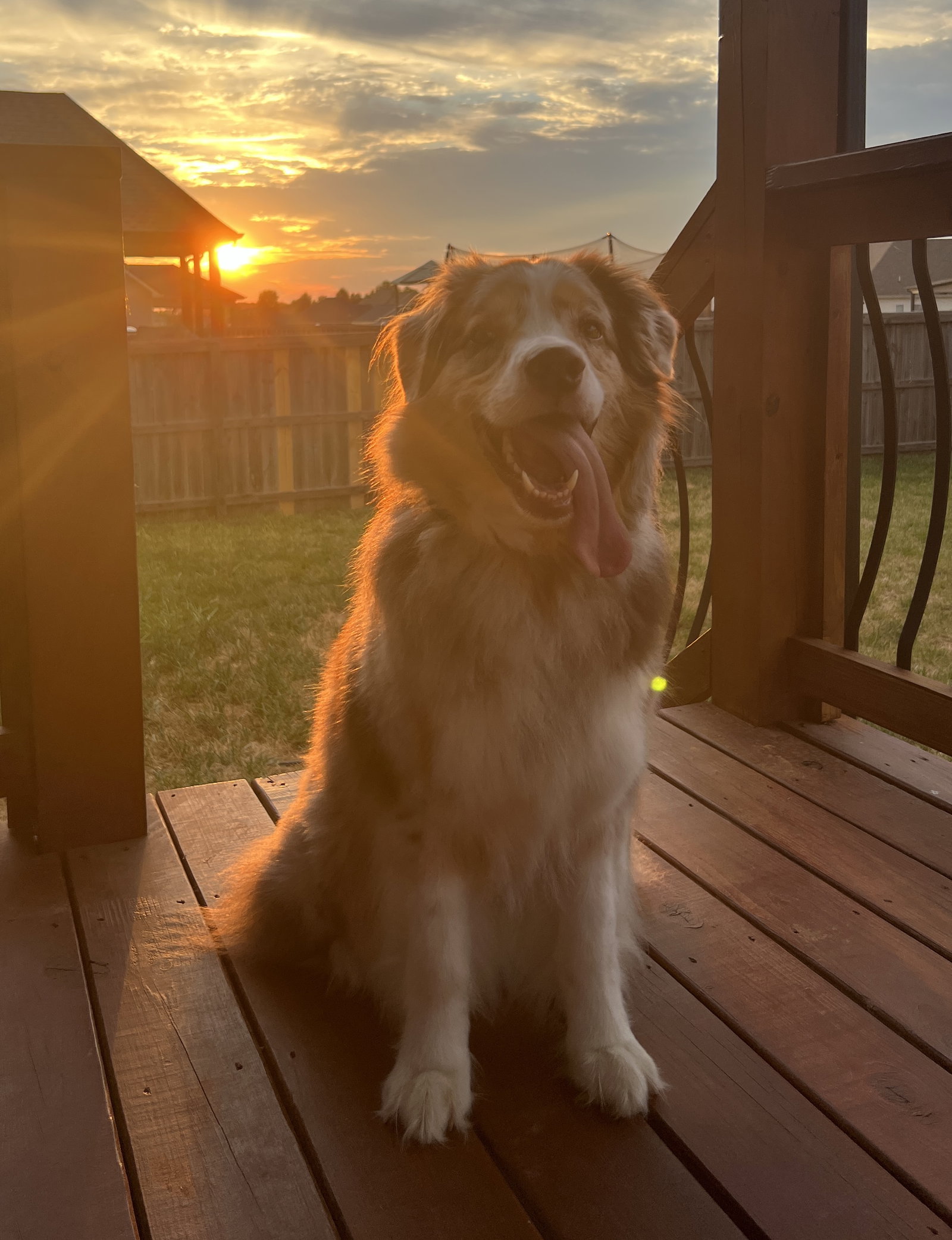 Cooper, photo 6