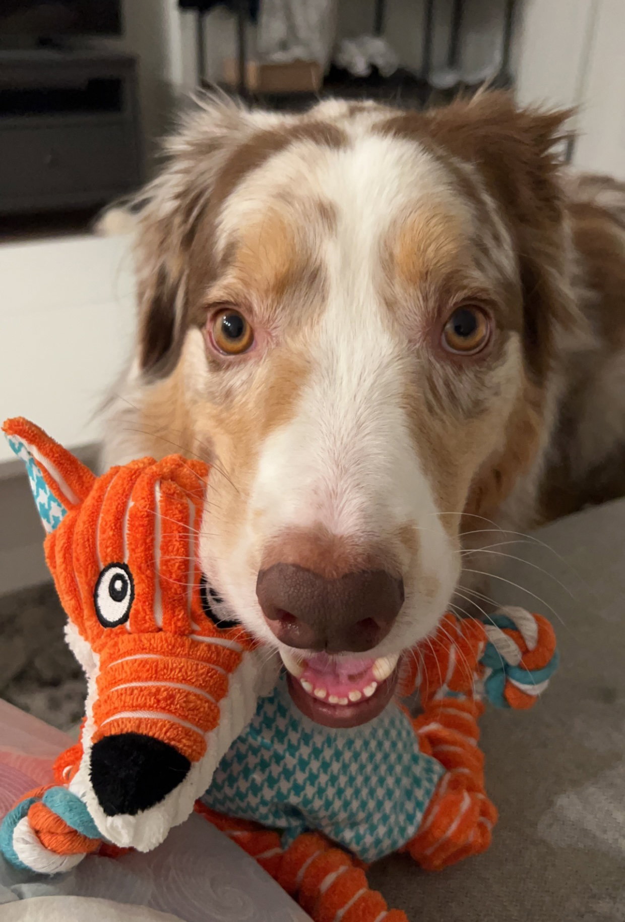 Cooper, photo 7