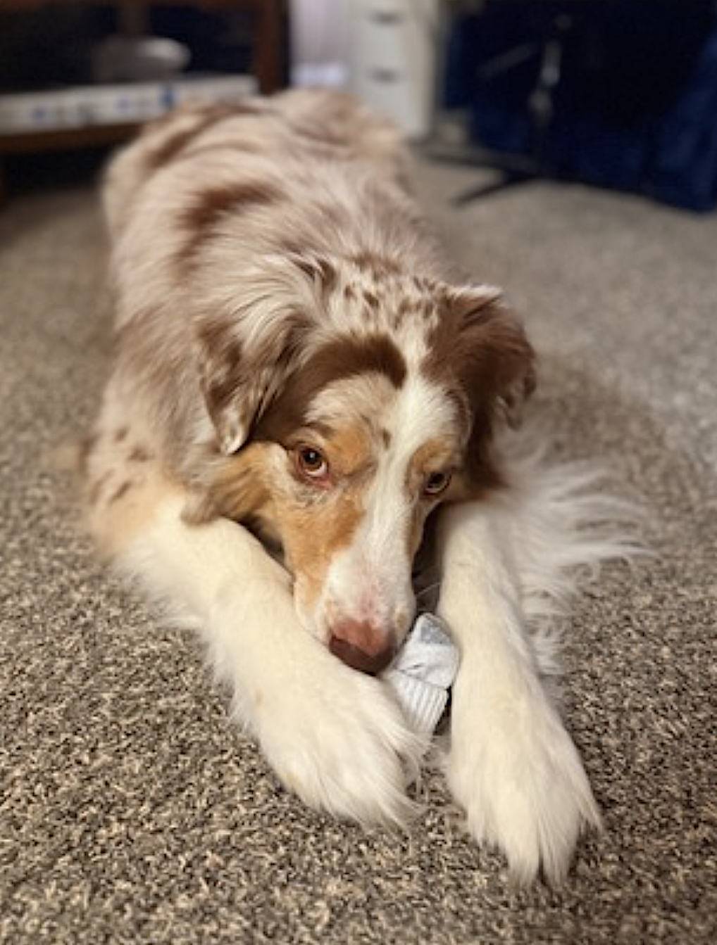 Cooper, photo 8