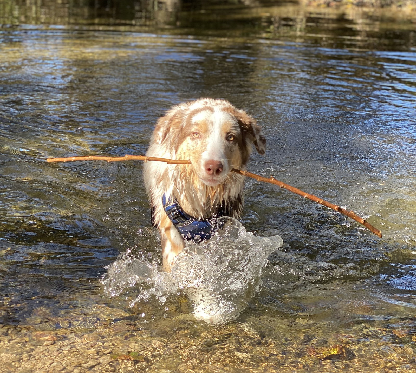 Cooper, photo 9