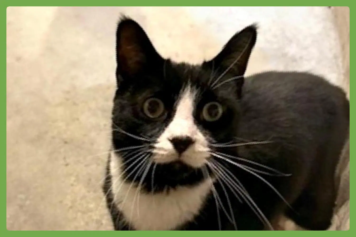 Tripper - Domestic Short Hair